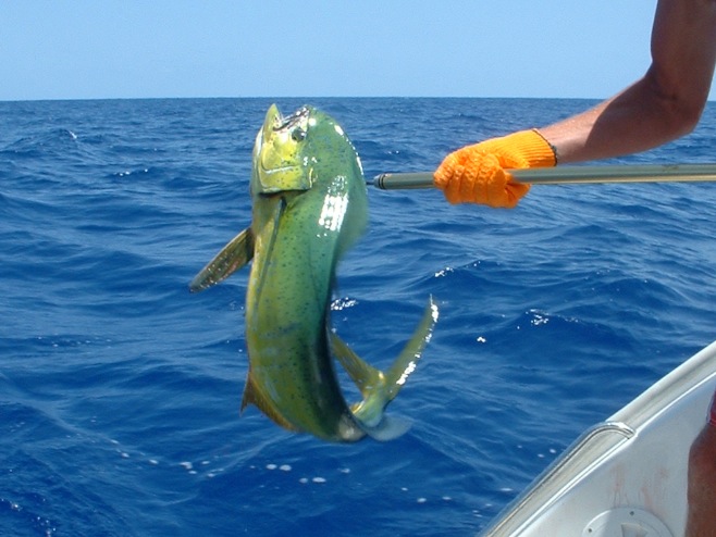 mahi mahi